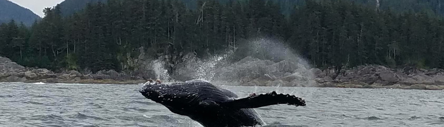 Sitka Fishing & Wildlife Excursions