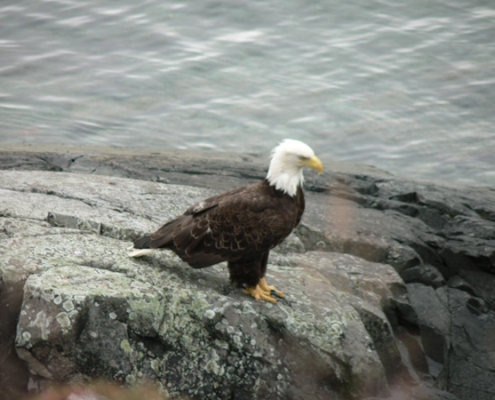 Sitka Whale Watching Excursions