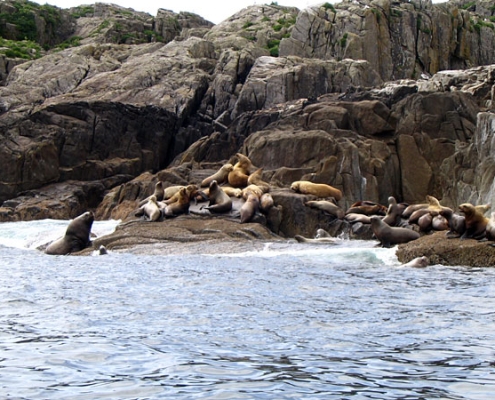 Sitka Whale Watching Excursions