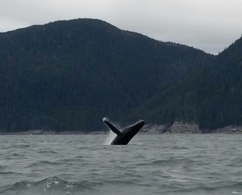 Sitka Fishing & Wildlife Excursions