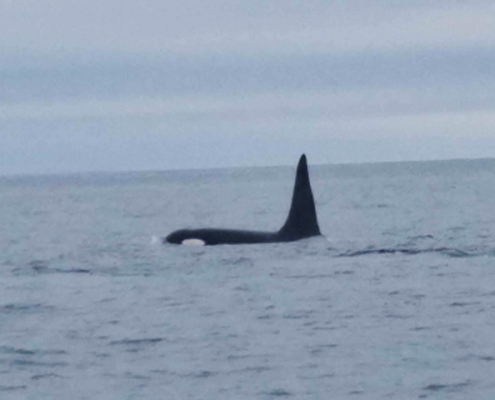 Sitka Whale Watching Excursions