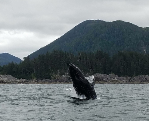 Sitka Whale Watching Excursions